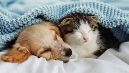 3 efectivas formas de quitar los pelos de tus mascotas de los pisos y ropa