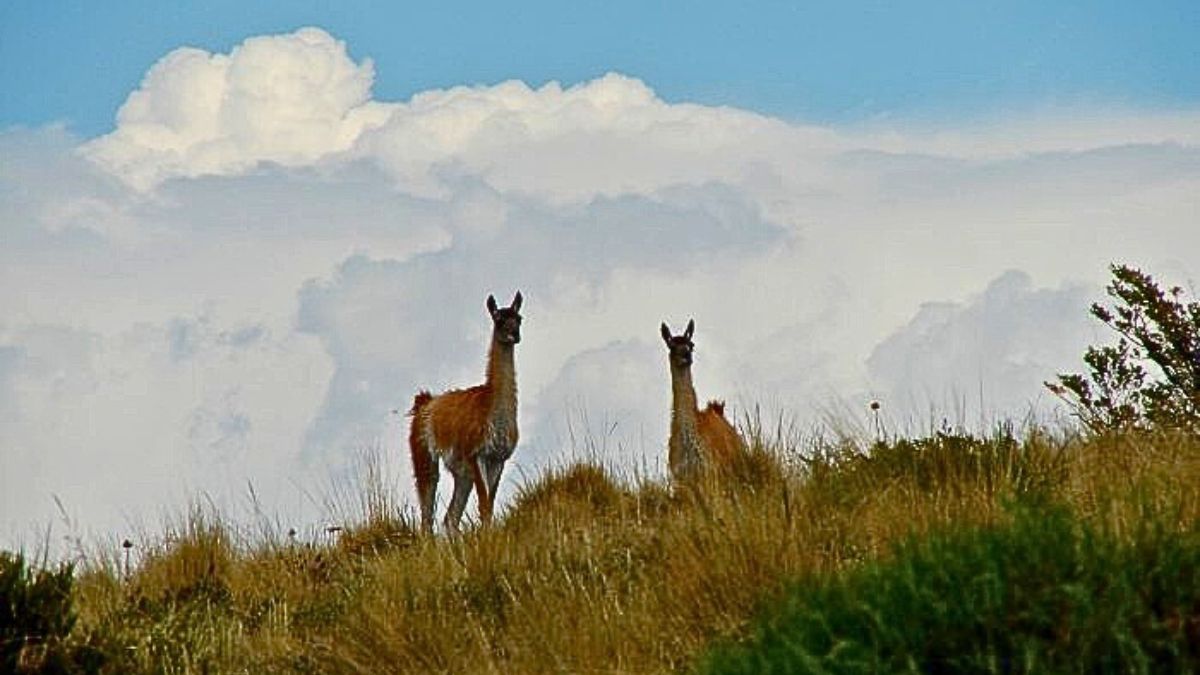 La migración de los guanacos en La Payunia es una de las más grandes del planeta. La migración de los guanacos en La Payunia es una de las más grandes del planeta.