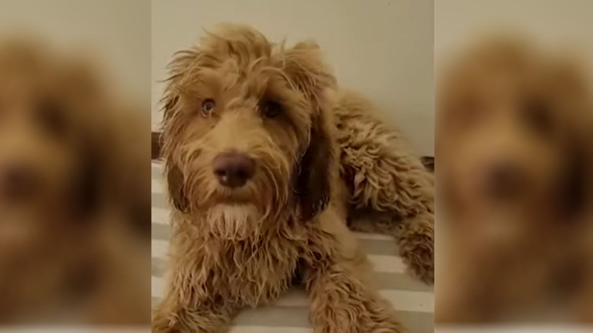 Mate tiene un año y es el que tiene más experiencia en el acompañamiento de niños víctimas de abuso sexual. Mate tiene un año y es el que tiene más experiencia en el acompañamiento de niños víctimas de abuso sexual.