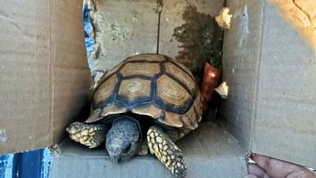 Un hombre fue detenido por contrabandear una tortuga en un tour de compras Un hombre fue detenido por contrabandear una tortuga en un tour de compras