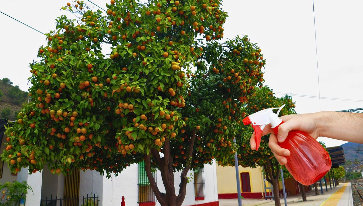 El efectivo fungicida hecho de manzanilla protegerá tu naranjo. El efectivo fungicida hecho de manzanilla protegerá tu naranjo.