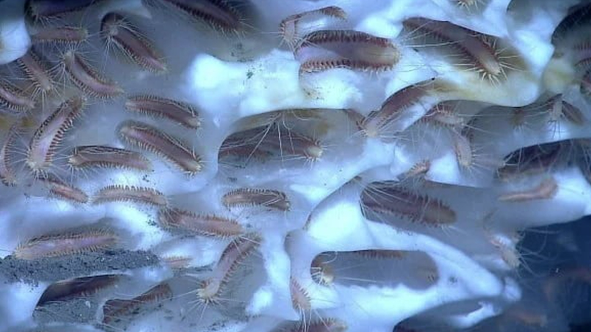 Gusanos prehistóricos fueron revividos.