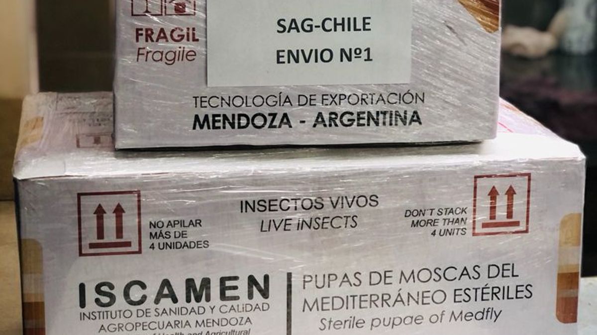 Mendoza exporta pupas esterilizadas de moscas del Mediterráneo a Chile