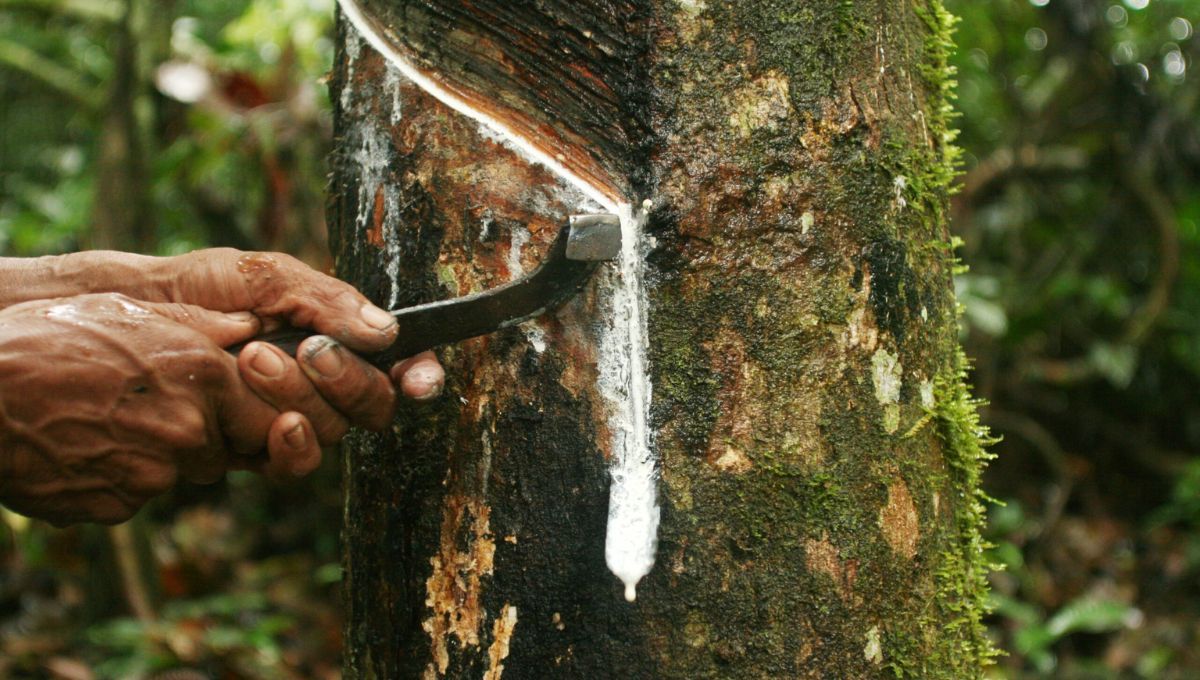 El árbol de América Latina que producía grandes riquezas hasta que Asia lo robó: el oro blanco del Amazonas El árbol de América Latina que producía grandes riquezas hasta que Asia lo robó: el oro blanco del Amazonas