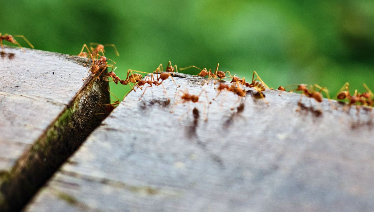 Es normal que hayan en casa filas de hormigas.