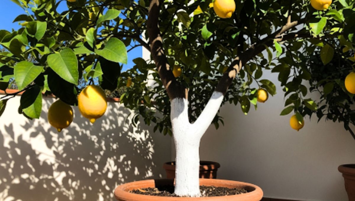 El tronco del árbol limonero puede ser pintado de blanco para obtener beneficios