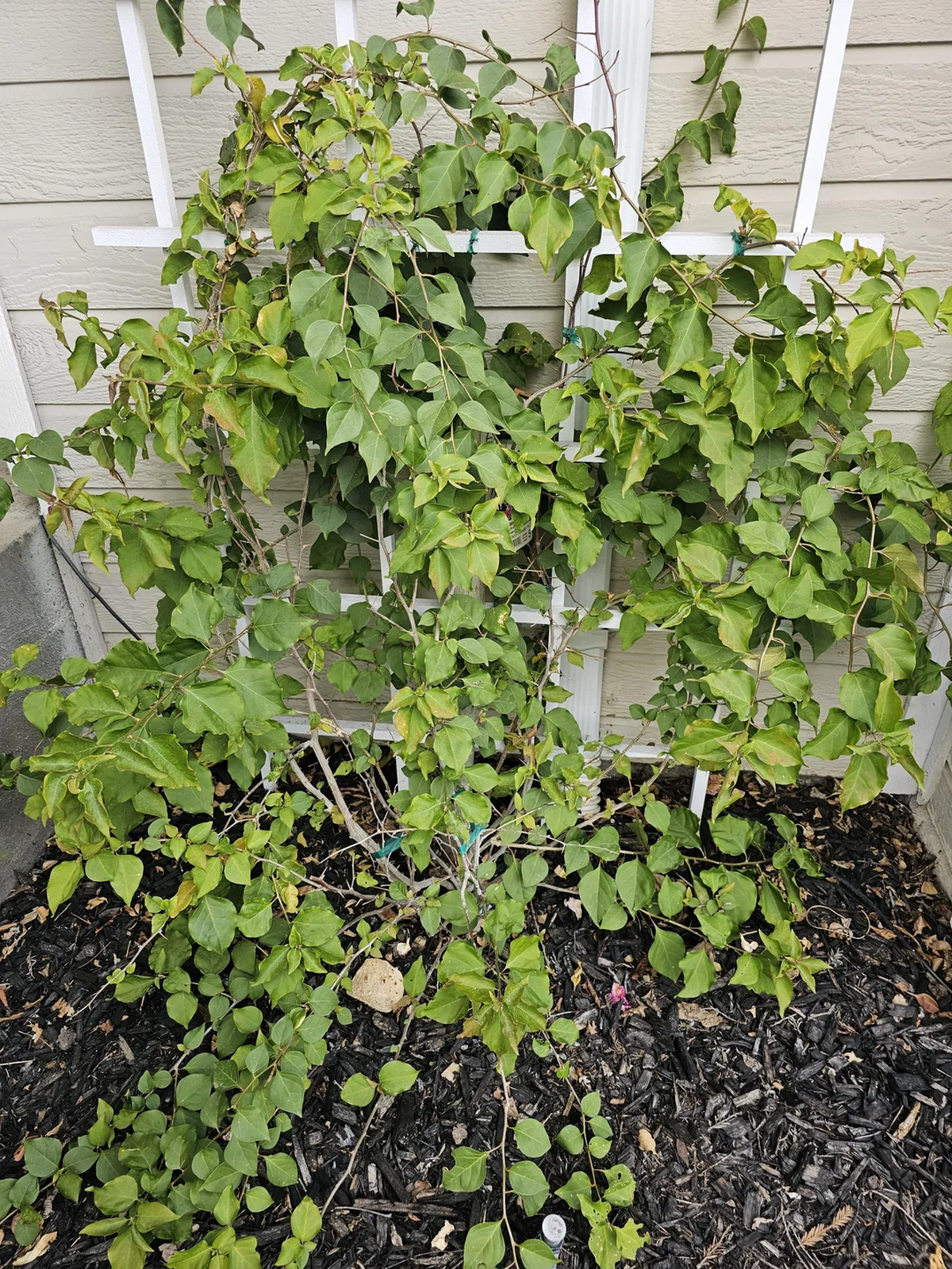 Si quieres que florezca tu Bugambilia o buganvilla aplica el abono casero. Imagen: Freepik. Si quieres que florezca tu Bugambilia o buganvilla aplica el abono casero. Imagen: Freepik.