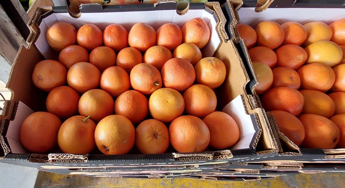 Anael Carrasco estima que en 10 días entrará en aplicación el proyecto Mercado Zona Segura para poder vender cítricos al sur.