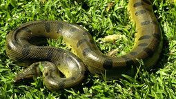 EL video que parece sacado de una película de aventuras, un biólogo camina tranquilo por un pantano y de repente se topa con una anaconda verde de cinco metros