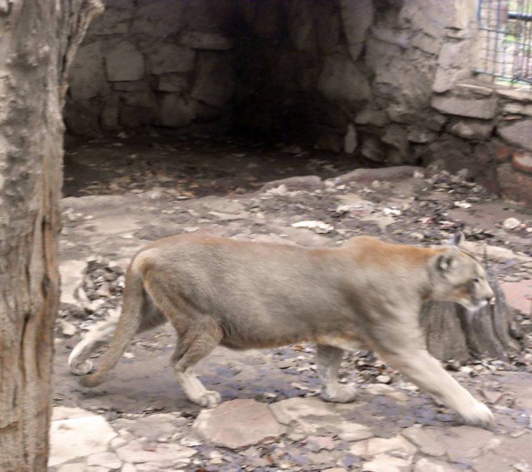 Niegan que el puma del Zoológico de San Rafael esté en mal estado