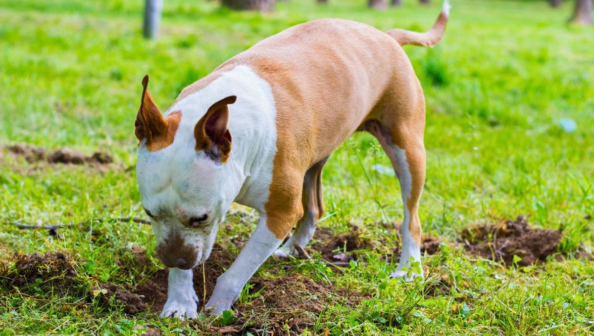 Seguramente más de una ocasión viste como tu perro se encontraba en tu patio o en algún espacio verde, haciendo pozos en el suelo, tirando tierra para todos lados y quedando completamente sucio Seguramente más de una ocasión viste como tu perro se encontraba en tu patio o en algún espacio verde, haciendo pozos en el suelo, tirando tierra para todos lados y quedando completamente sucio