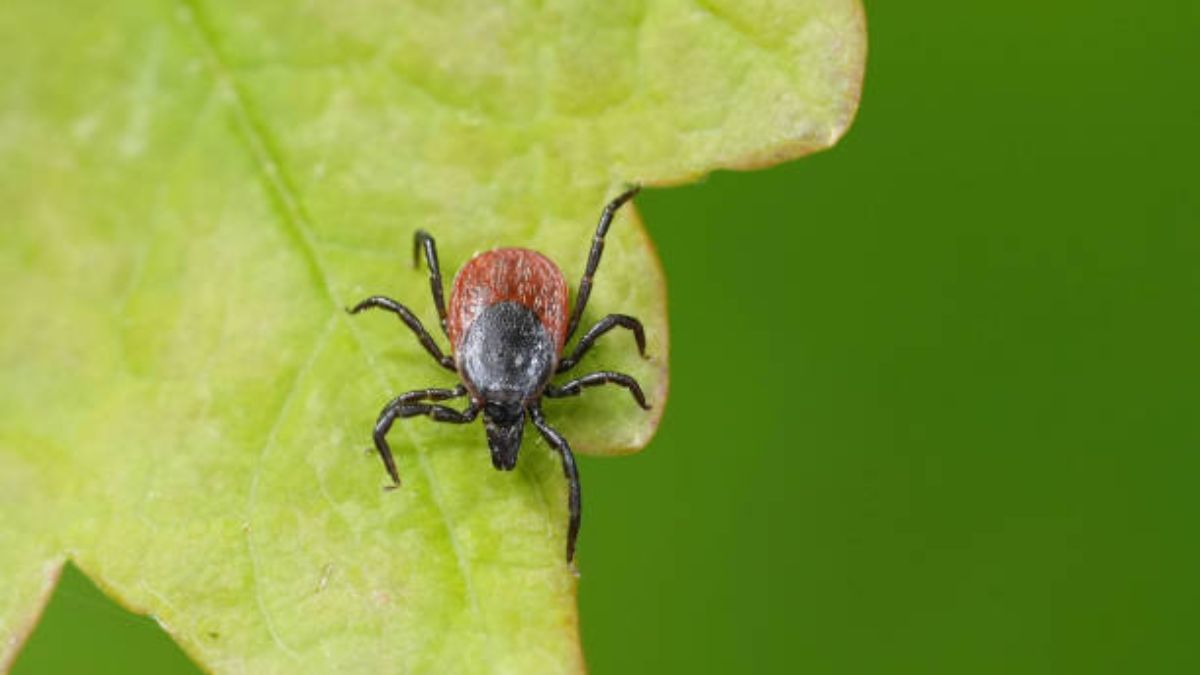 Por estas razones no debes usar tierra de diatomeas para eliminar garrapatas. 