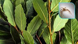 Los compuestos de las hojas del laurel pueden ser efectivos para eliminar insectos. Los compuestos de las hojas del laurel pueden ser efectivos para eliminar insectos.