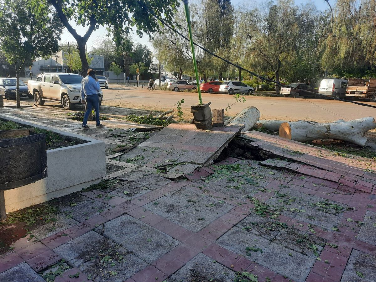 Righi habla con Canal 7 en la puerta de la municipalidad junto a un árbol arrancado de cuajo por el temporal.