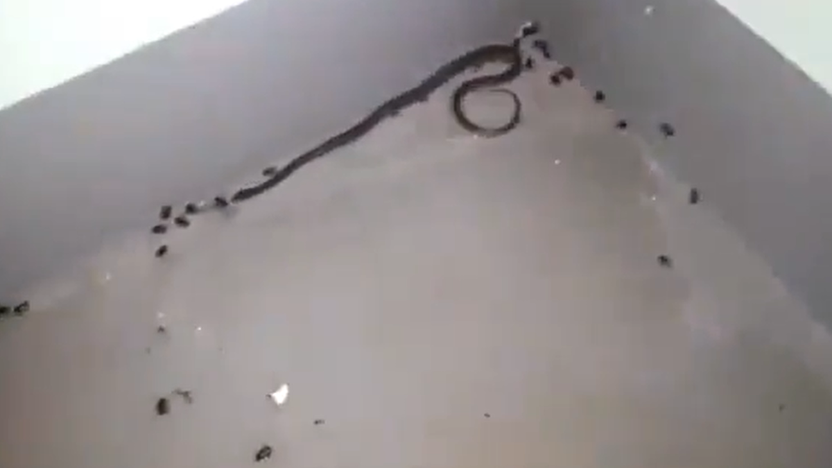 El centro de aislamiento de Formosa.