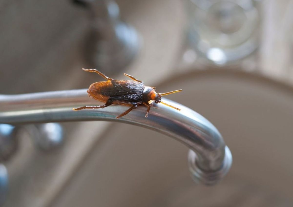 El problema de las cucarachas en casa