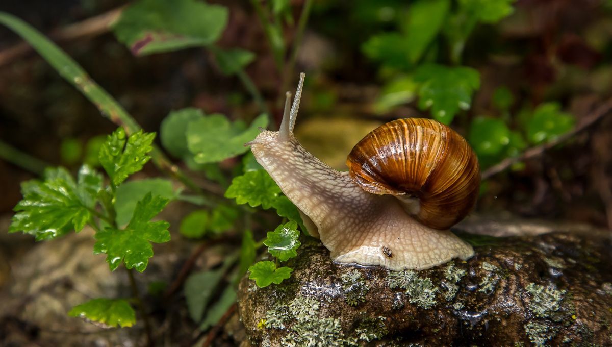 ¿Qué hacer con los caracoles que aparecen en las macetas y en el jardín?