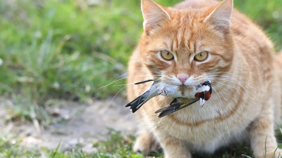 Este comportamiento de tu gato puede estar relacionado con la caza. Este comportamiento de tu gato puede estar relacionado con la caza. 