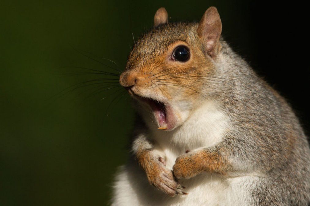 ¡Nooo! Una ardilla atacó a varias personas en una casa de ancianos de Florida