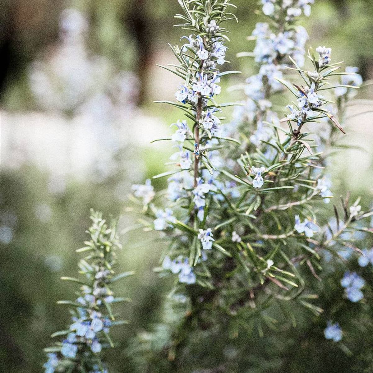 Qué significa que a la planta de romero le crezcan flores y por qué es una buena señal Qué significa que a la planta de romero le crezcan flores y por qué es una buena señal