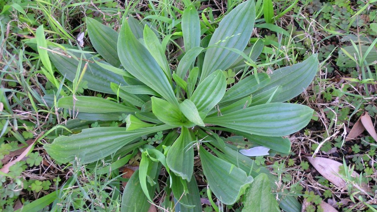 La planta llantén menor crece de la misma manera que el llantén mayor en el jardín.