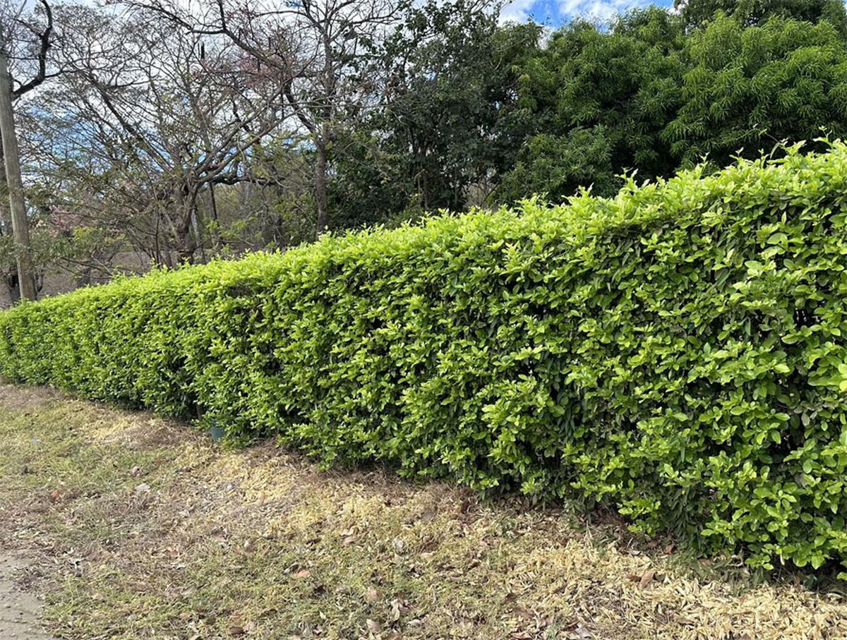 Hay muchas variedades de esta planta, que se ve muchos en las jardines.