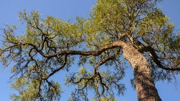El árbol con la madera más fuerte del mundo crece en un país de América del Sur El árbol con la madera más fuerte del mundo crece en un país de América del Sur
