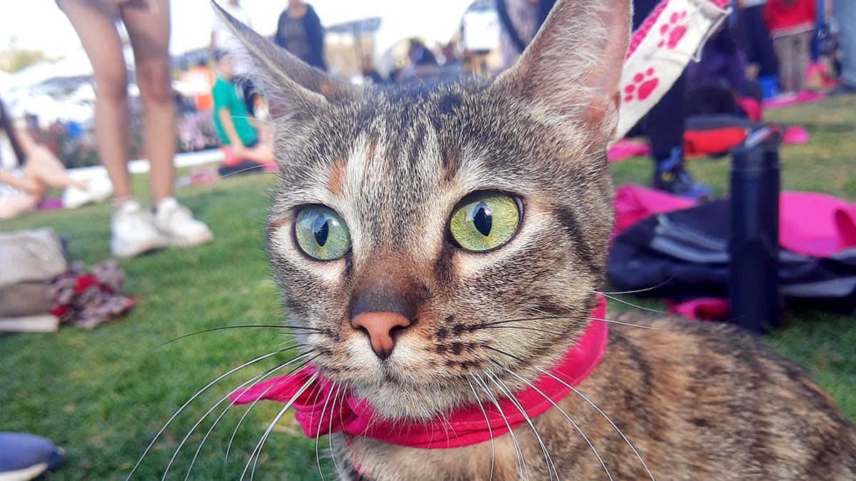 Los gatitos son muy buscados por familias que tienen mucha afinidad con los felinos.