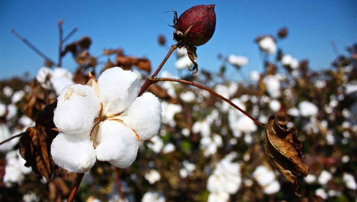 El árbol de algodón puede darte grandes beneficios en casa. El árbol de algodón puede darte grandes beneficios en casa.