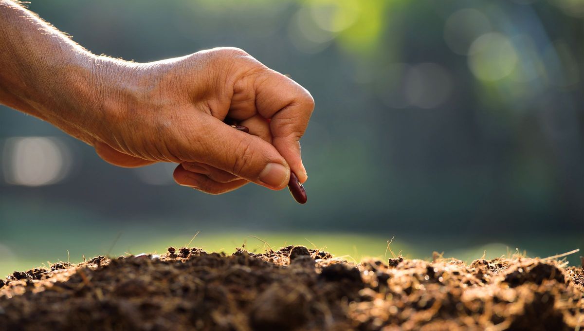 Las semillas de manzana son un gran tesoro en el mundo de la jardinería. Las semillas de manzana son un gran tesoro en el mundo de la jardinería.