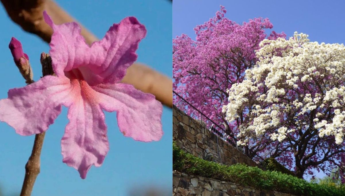 Este árbol florece profusamente cuando pierde sus hojas entre los meses de julio y agosto. Este árbol florece profusamente cuando pierde sus hojas entre los meses de julio y agosto.