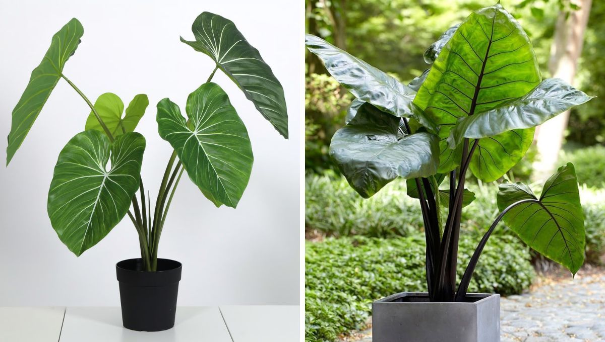 Planta oreja de elefante: cuidados y cómo reproducirla desde su semilla