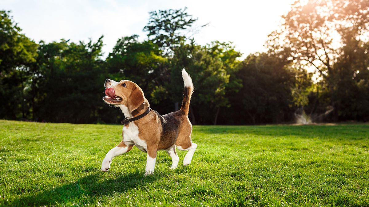 Muchas veces es evidente cuando tu perro es feliz. Muchas veces es evidente cuando tu perro es feliz. 