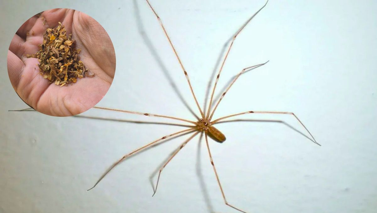 Cómo eliminar a la araña patona de casa usando un poco de tabaco: repelente casero efectivo