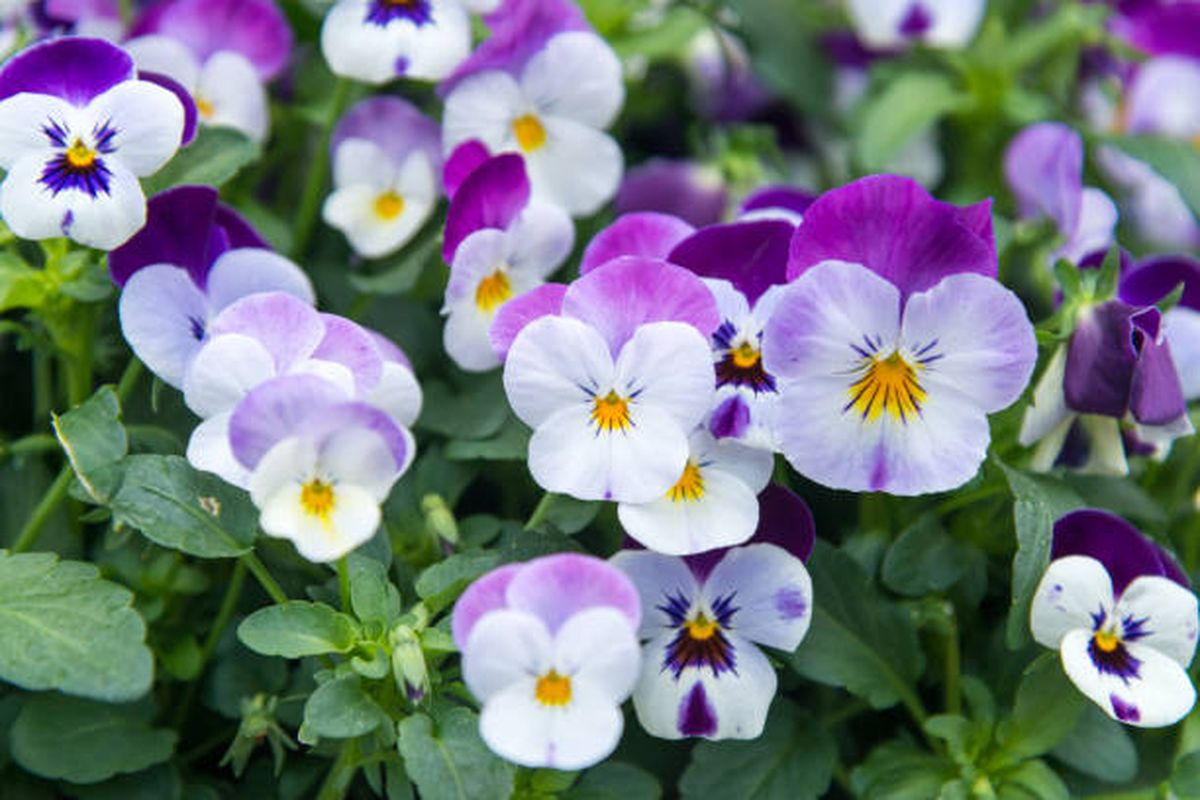 El pensamiento demanda pocos cuidados de jardinería. El pensamiento demanda pocos cuidados de jardinería.
