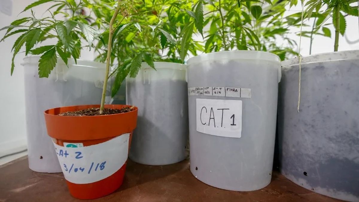 CAT (Cepa Argentina Terapéutica). Algunas de las desarrolladas tienen 30% de THC, la sustancia psicoactiva. Para su uso medicinal, lo que por ahora se busca en Argentina es una mayor presencia del componente CBD.