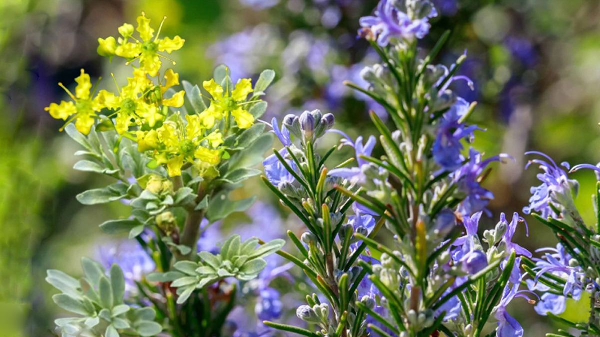 Qué significa tener una ruda y un romero juntos en el jardín de casa