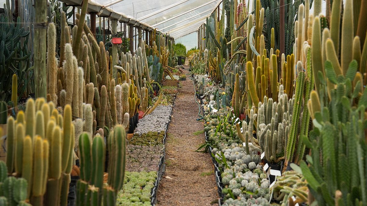 Hay una gran variedad de cactus, algunos suelen crecer hasta 30 metros y otros apenas llegan a medir un centímetro. Hay una gran variedad de cactus, algunos suelen crecer hasta 30 metros y otros apenas llegan a medir un centímetro.