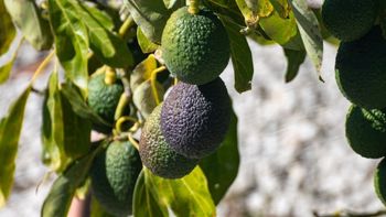 Cada cuántos días conviene regar un árbol de palta para acelerar su crecimiento Cada cuántos días conviene regar un árbol de palta para acelerar su crecimiento