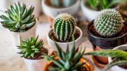Qué significa que te regalen un cactus.