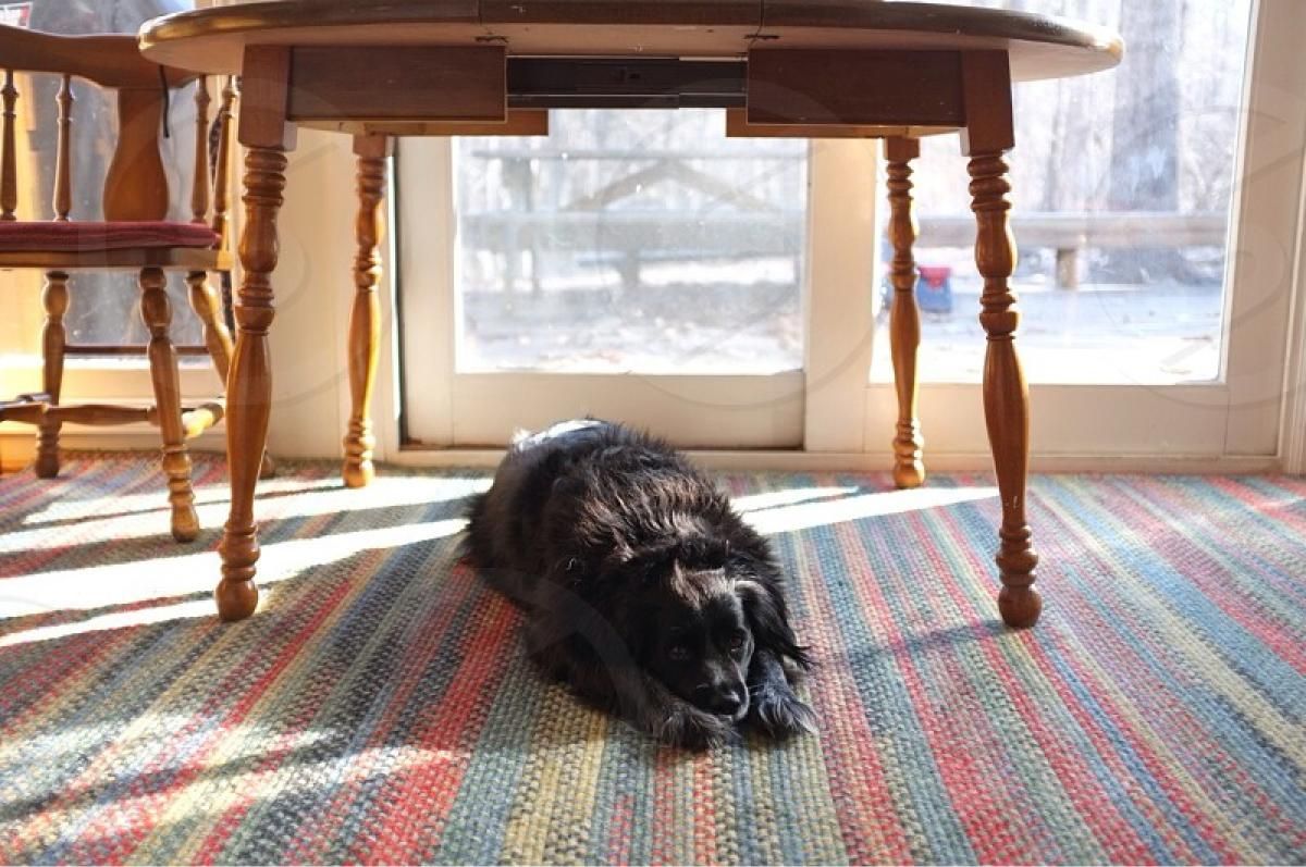 Este comportamiento puede significar que tu perro sufre miedo o ansiedad. Este comportamiento puede significar que tu perro sufre miedo o ansiedad.