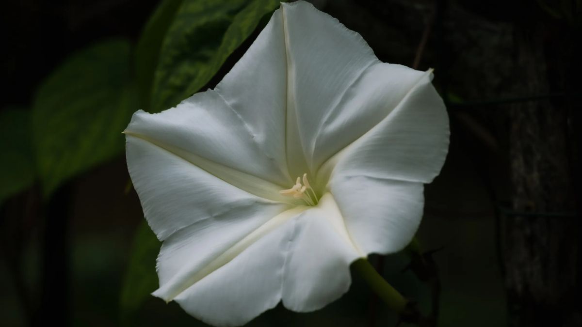 Respira profundo para saber el truco de cultivo de la dama de la noche