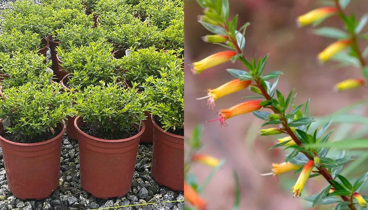 La planta caramelo de trompeta crece como un arbusto o una trepadora. La planta caramelo de trompeta crece como un arbusto o una trepadora.