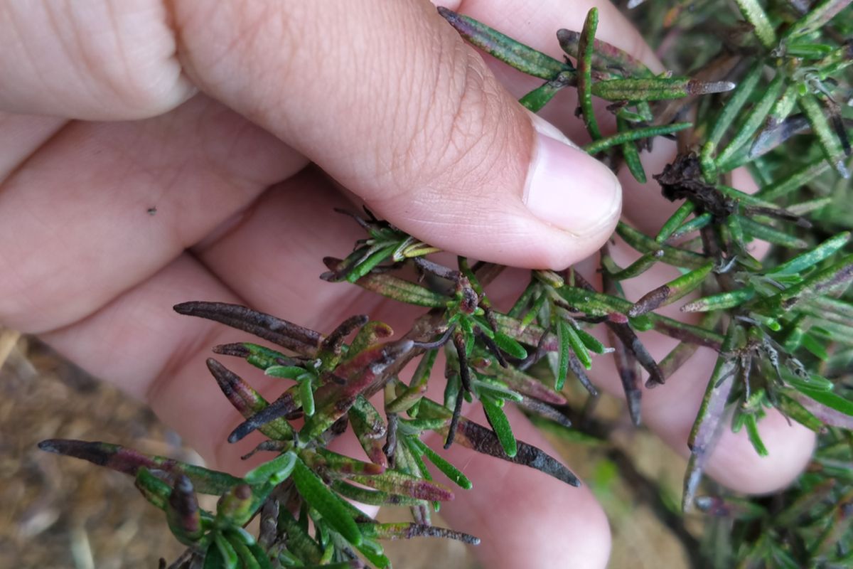 La tierra de diatomeas puede salvar a tu planta de romero de las plagas. 