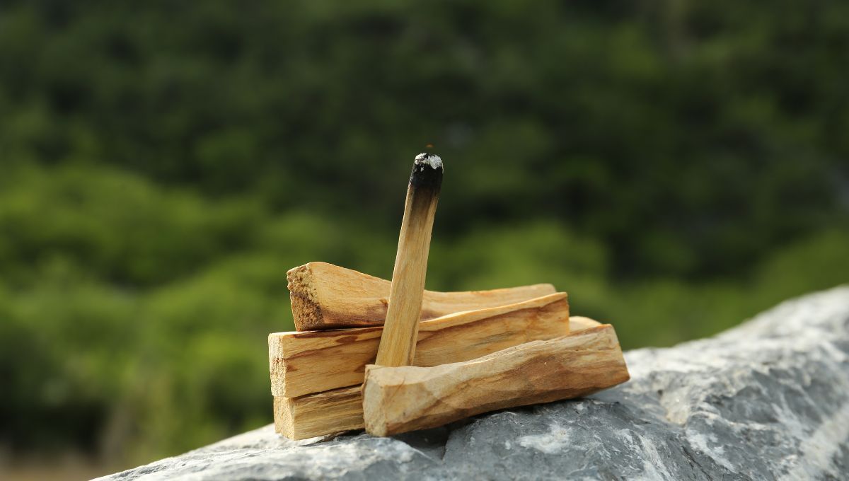 Palo santo. Palo santo. 