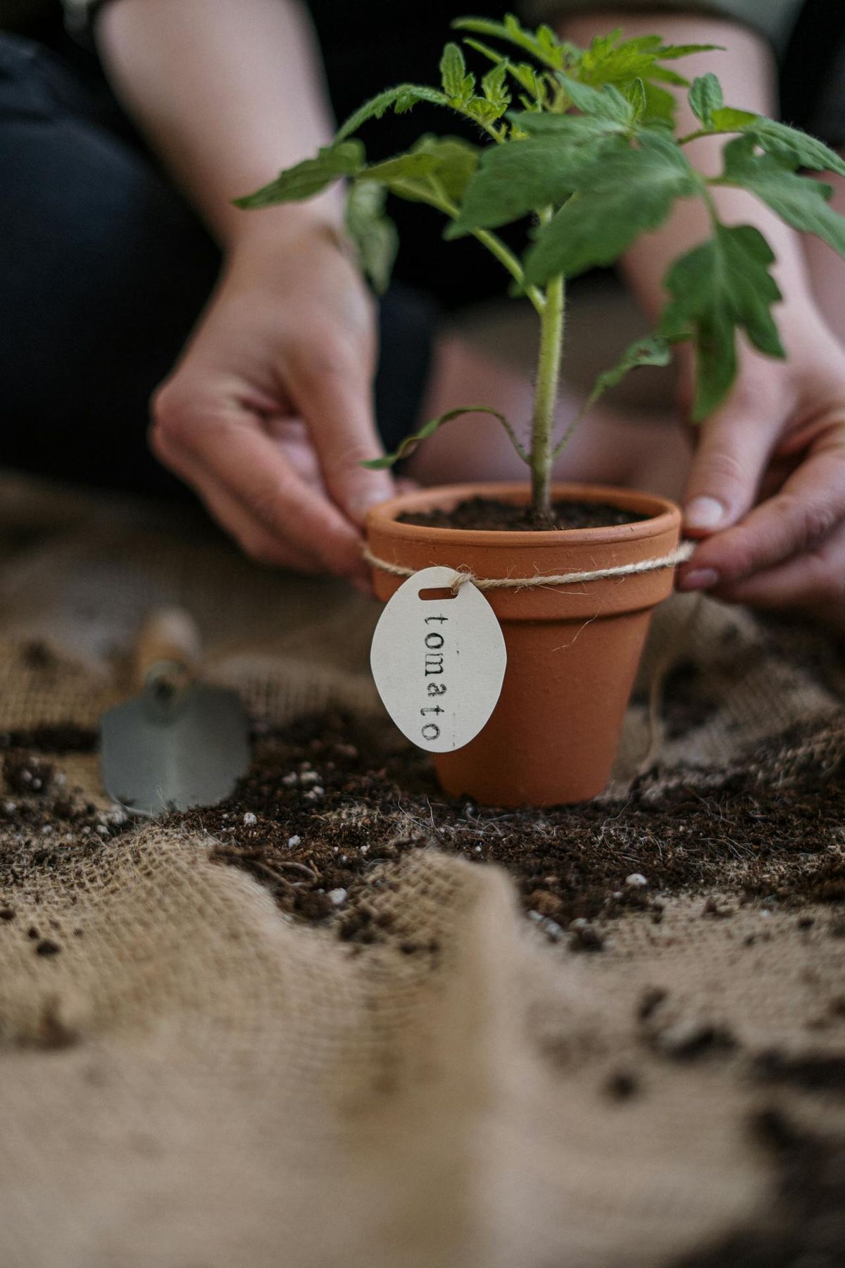 Puedes cultivar tus propios tomates en la huerta de casa o incluso en una maceta. Imagen: Pexels Puedes cultivar tus propios tomates en la huerta de casa o incluso en una maceta. Imagen: Pexels