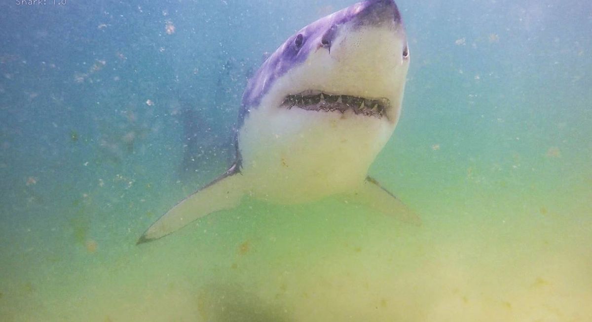 Streaming. HBO Max tiene el documental furor más visto sobre tiburones. Streaming. HBO Max tiene el documental furor más visto sobre tiburones.