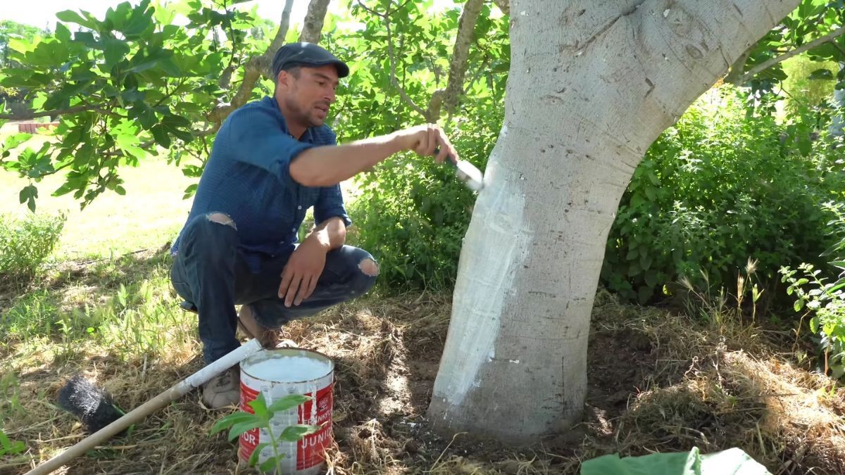 Por este motivo debes pintar el tronco de tus árboles. Foto: YouTube El ecohuerto de Renato