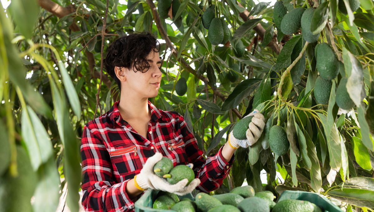 El fertilizante que hará crecer muchos aguacates 