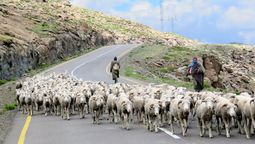 Pasa el día cuidando 155 ovejas y cruza montañas de 2.400 metros de altitud para volver a estudiar